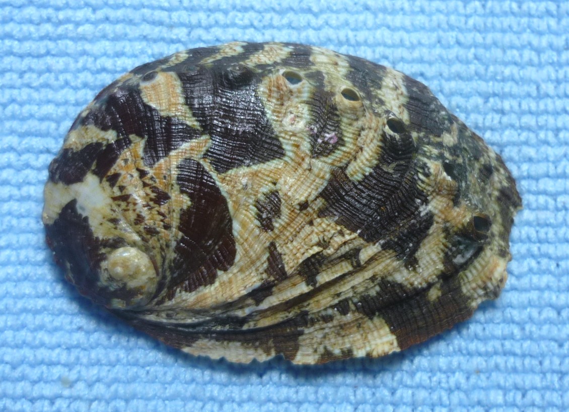 Haliotis tuberculata tuberculata o lamellosa?